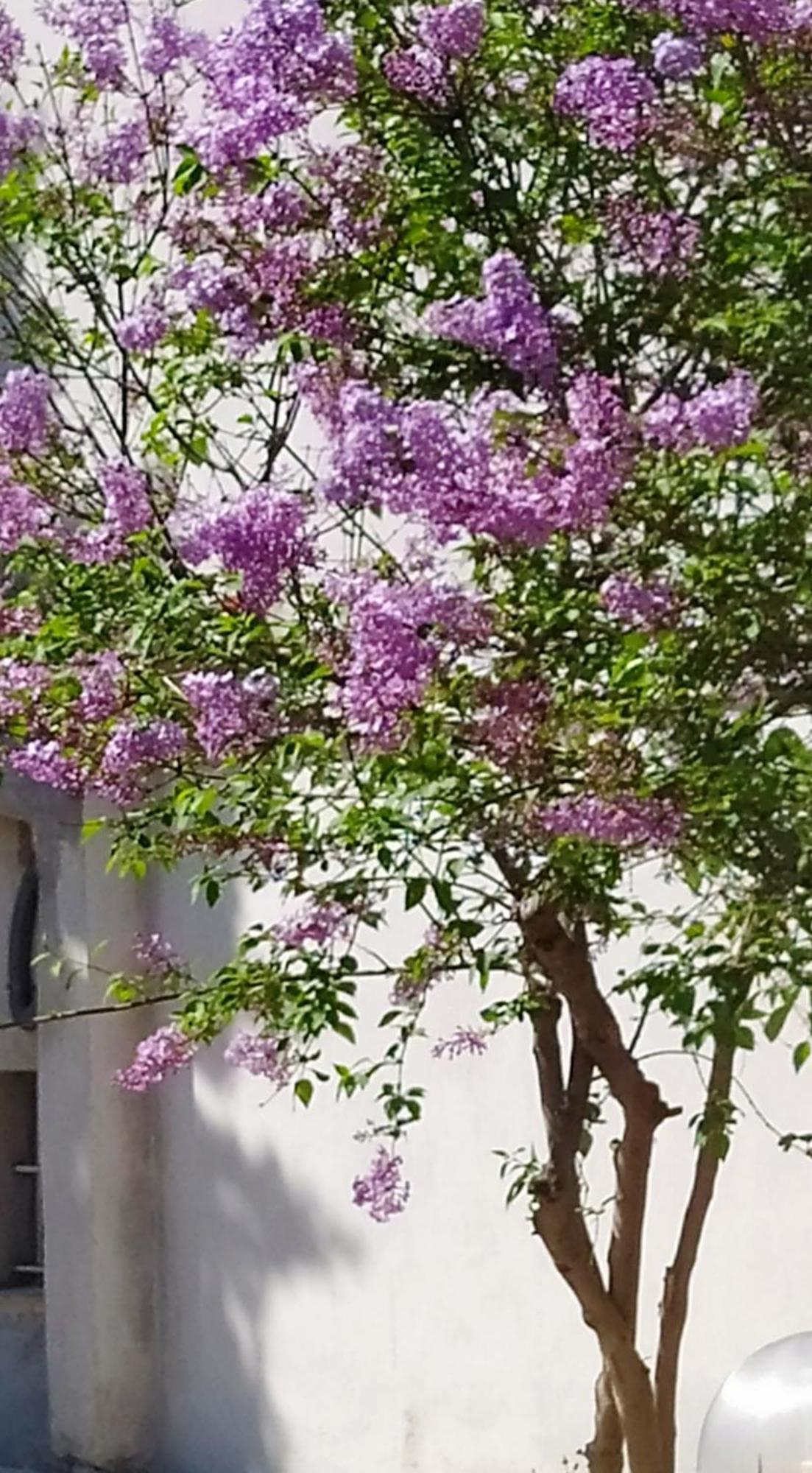Loukissia View Διαμερισμαヴィラ エクステリア 写真